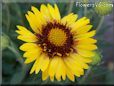 yellow blanket flower