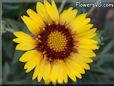 yellow blanket flower