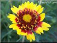 yellow red blanket flower