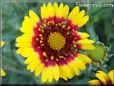 yellow red blanket flower