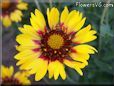 yellow red blanket flower