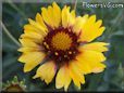 yellow blanket flower