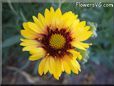 yellow blanket flower