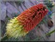 red yellow kniphofia flower