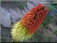 red yellow kniphofia flower