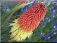 red yellow kniphofia flower