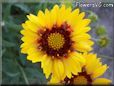 yellow blanket flower