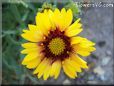 yellow blanket flower