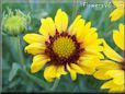 yellow blanket flower