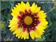 yellow red blanket flower