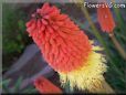 red yellow kniphofia flower