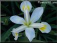 white yellow iris flower