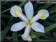 white yellow iris flower