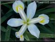 white yellow iris flower