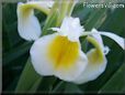 white yellow iris flower