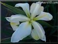 white yellow iris flower