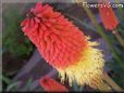 red yellow kniphofia flower