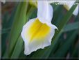 white yellow iris flower