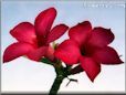 desert rose flower
