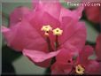 bougainvillea flower