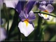 iris flower