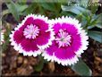 maroon white dianthus flower