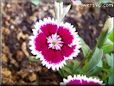 maroon white dianthus flower