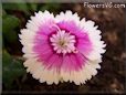 pink white dianthus flower
