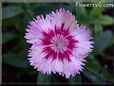 pink dianthus flower