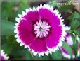 maroon white dianthus flower