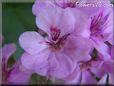 pink geranium flower
