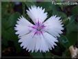 white dianthus flower