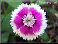 pink white dianthus flower