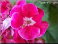red white geranium flower