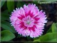 pink dianthus flower