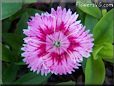 pink dianthus flower