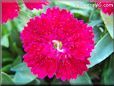 red dianthus flower