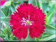 red dianthus flower