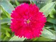 red dianthus flower