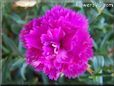 light purple carnation  flower