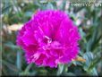 light purple carnation  flower