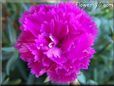 light purple carnation  flower