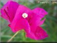 bougainvillea  flower