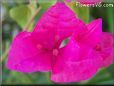 bougainvillea  flower