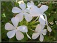 white plumbago flower