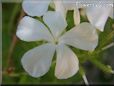 white plumbago flower