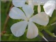 white plumbago flower