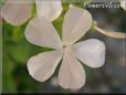 white plumbago flower