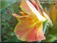 yellow pink canna flower