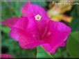 bougainvillea  flower
